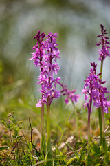 Kleines Knabenkraut, Anacamptis morio, Orchis morio