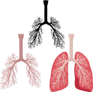 Vector illustration of human body part, organ lungs with detailed bronchi and trachea and the silhouette of respiratory system isolated on white background
