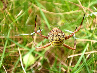 Sydney Australia, Argiope keyserlingi or Argiope aetherea both known as St Andrews cross spider