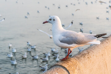 The seagull is standing on the edge of the bridge.