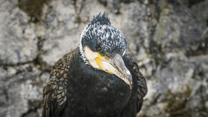 cormorant osprey closeup fisherman fishery