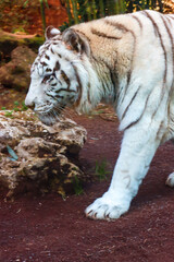 Scenes of Rome, Italy