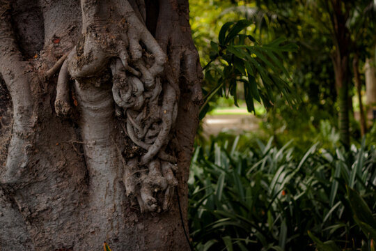 The gnarly and twisted Moreton Bay Fig tree in the Adelaide Botanic Gardens against plants in the background.