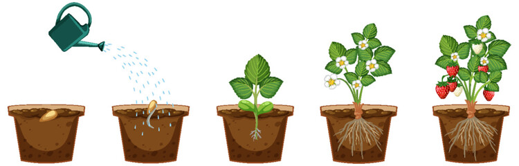Life cycle of a strawberry plant diagram