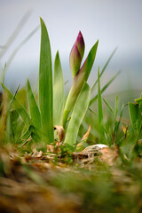 Zwergiris, Zwerg-Iris, Iris reticulata