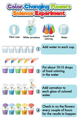 Color changing flowers science experiment