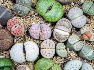 Colorful lithops cactus succulent plant.