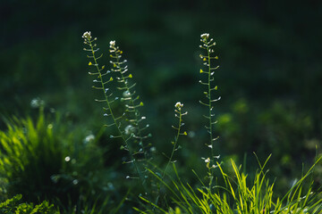 Shepherd Purse, Capsella bursa pastoris. Flowering grass in the forest, beautiful natural background