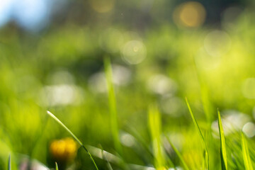 Spring summer blurred green background, bokeh effect