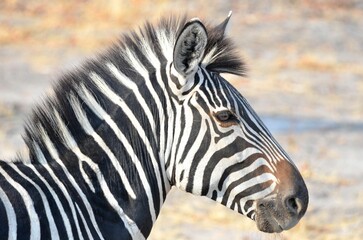 Obraz na płótnie Canvas Portrait of a Zebra, Eosha National park, Namibia