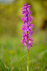 Kleines Knabenkraut, Anacamptis morio, Orchis morio