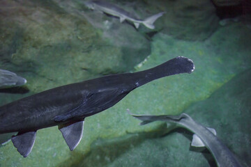 Duck-billed sturgeon American sturgeon freshwater fish