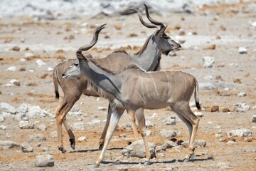 Portrait of a pair of greater kudus, Etosha NP