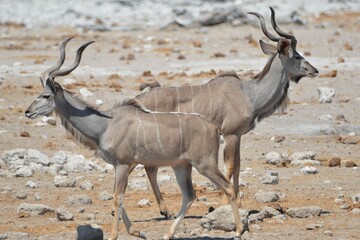 Portrait of a pair of greater kudus, Etosha NP