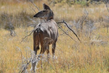 Portrait of a female greater kudu, Etosha NP, Namibia