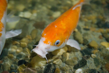 Koi carp swimming in water