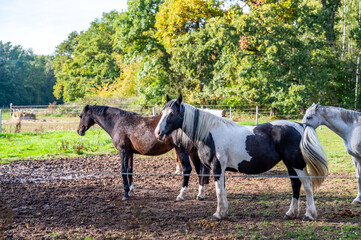 Three horses standing on a meadow during summer with forest in background