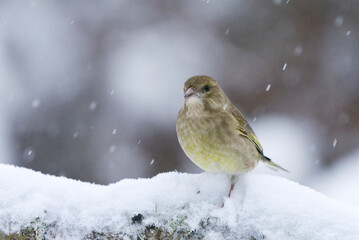 European greenfinch (Chloris chloris) sitting on a snowy branch in snowfall in winter.