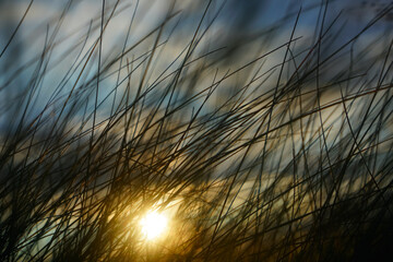 yellow and blue field filled with sunlight. fresh grass in summer or spring season, against the...