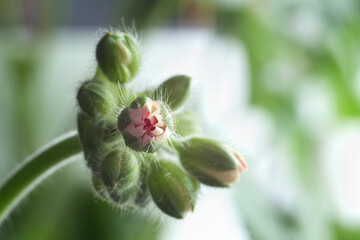 opening bud of red pelargonium, close-up