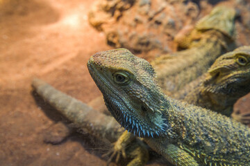 bearded dragon crawling closeup lizard dragon lizard