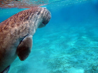 Dugongo. Sea Cow in Marsa Alam. Marsa Mubarak bay.

