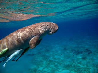 Dugongo. Sea Cow in Marsa Alam. Marsa Mubarak bay.

