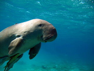 Obraz premium Dugongo. Sea Cow in Marsa Alam. Marsa Mubarak bay.