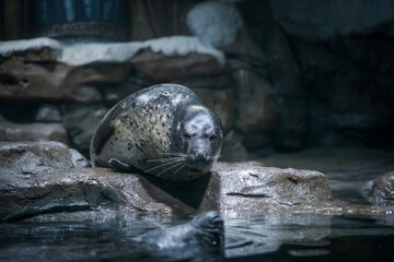 Harbor seal resting on the shore