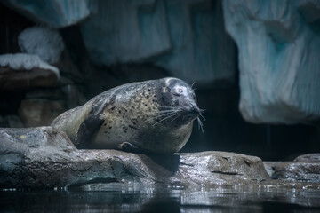 Naklejka premium Harbor seal resting on the shore