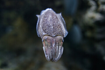 squid tabby squid closeup squid in water