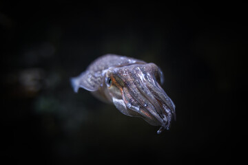 squid tabby squid closeup squid in water