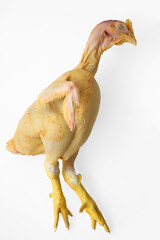 dead chicken body with head and feet isolated on white background. Whole chicken for sale in an open air african market. © Maxim Chuev