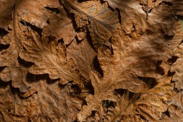Dry oak leaves on a dark autumn background. Abstract texture
