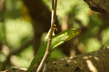 green chameleon