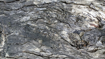 black tree bark texture. natural background in abstract style.