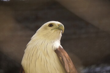 close up white eagle