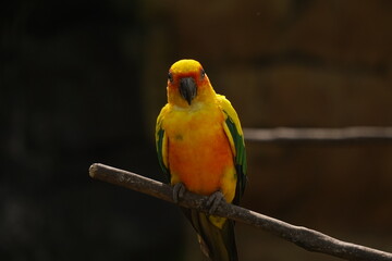 Yellow parrot bird on the tree