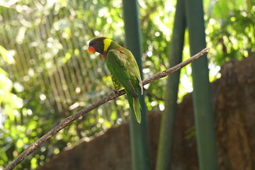 green winged parrot