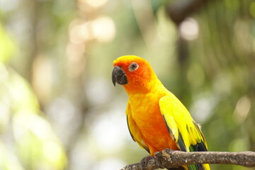 yelow parrot on tree