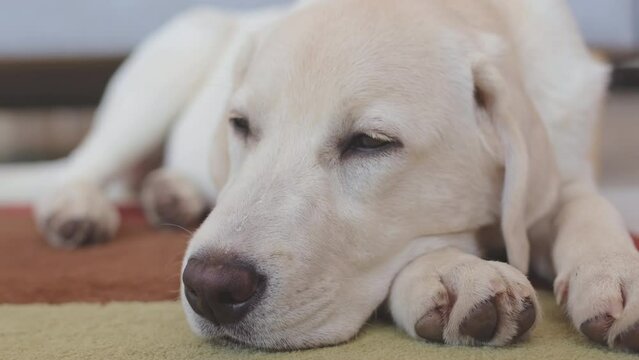 Close up portrait of sleepy white labrador retriever napping at home