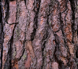 bark tree background pine old. background pattern. old background. nature vintage .