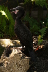 Black duck pose