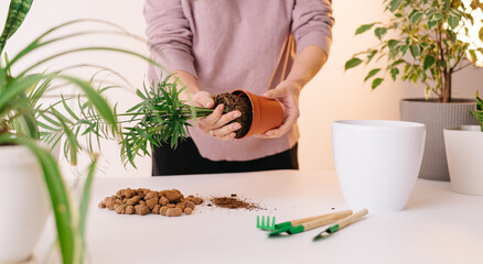 Repotting a home plant into a new pot in home interior. Caring for a potted plant, hands close-up