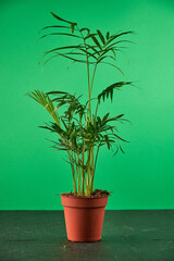 Fototapeta premium A green houseplant in a plant pot against a green background