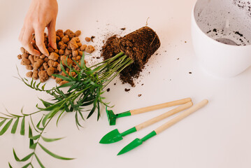  hands plant a plant in a new pot. Home gardening and care. Using expanded clay for transplanting...