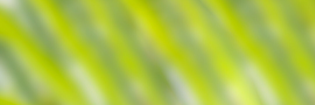 Abstract natural plants background for banner. Light green blurred palm leaves image for spring , summer time background