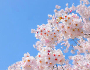 満開の桜の花と青空、桜の花のクローズアップ、桜のフレーム、染井吉野