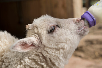 Close-up of a lamb being fed milk from a bottle, Bavaria, Germany