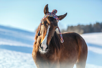 Cute and funny portrait of a brown arab x berber horse wearing a woolly cap in front of a snowy landscape in winter outdoors